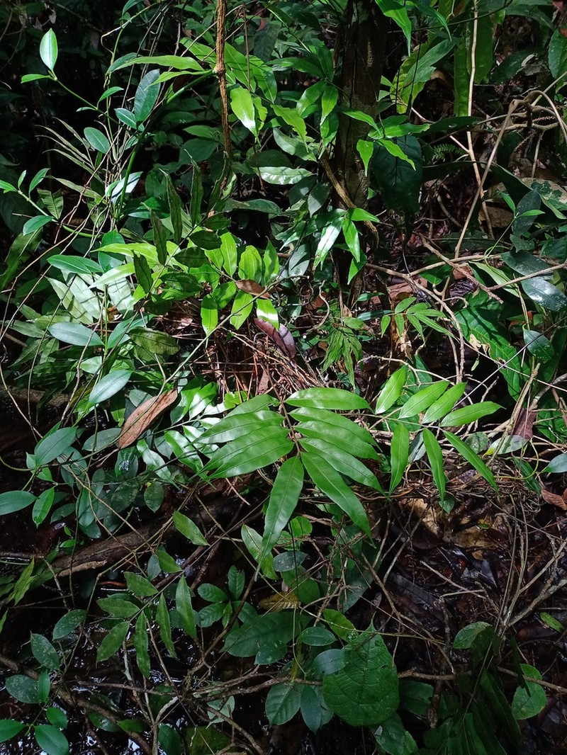 Teratophyllum ludens photo 2
