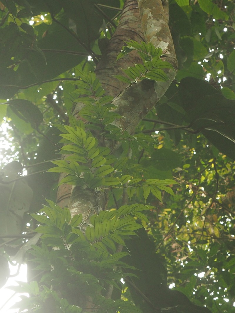 Teratophyllum ludens photo 3