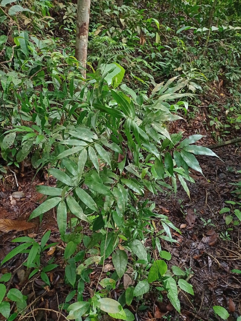 Teratophyllum ludens photo 4