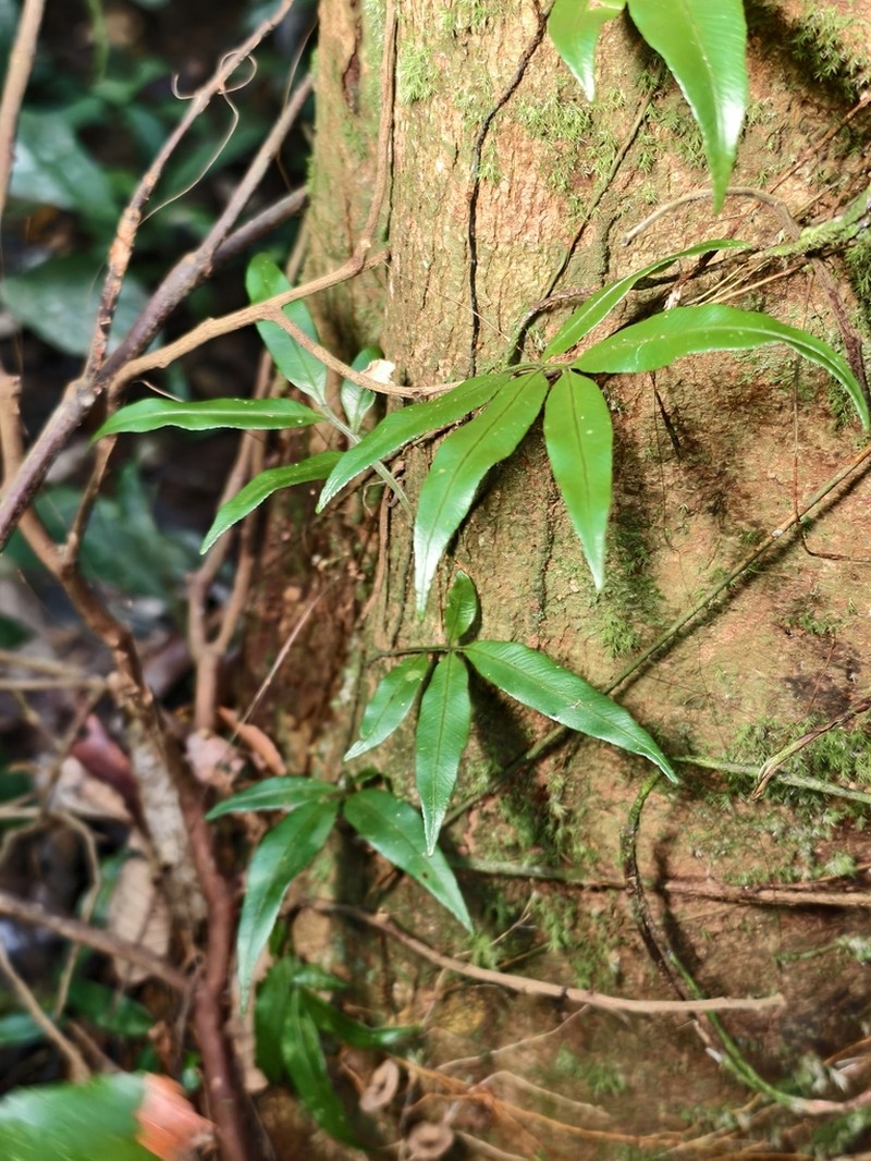 Teratophyllum ludens photo 5