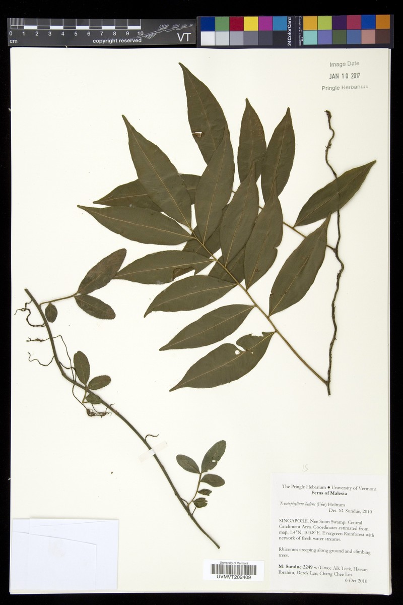 Teratophyllum ludens photo 6