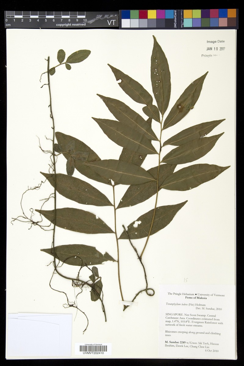 Teratophyllum ludens photo 7