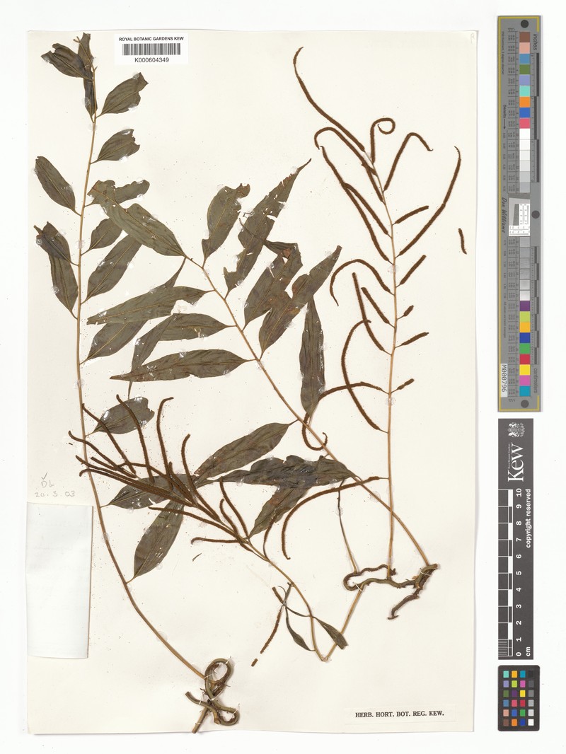 Teratophyllum luzonicum