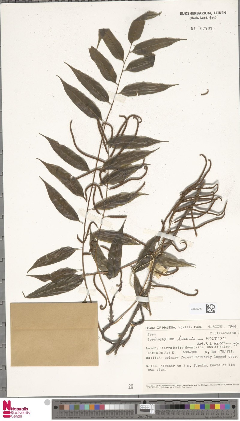 Teratophyllum luzonicum photo 2