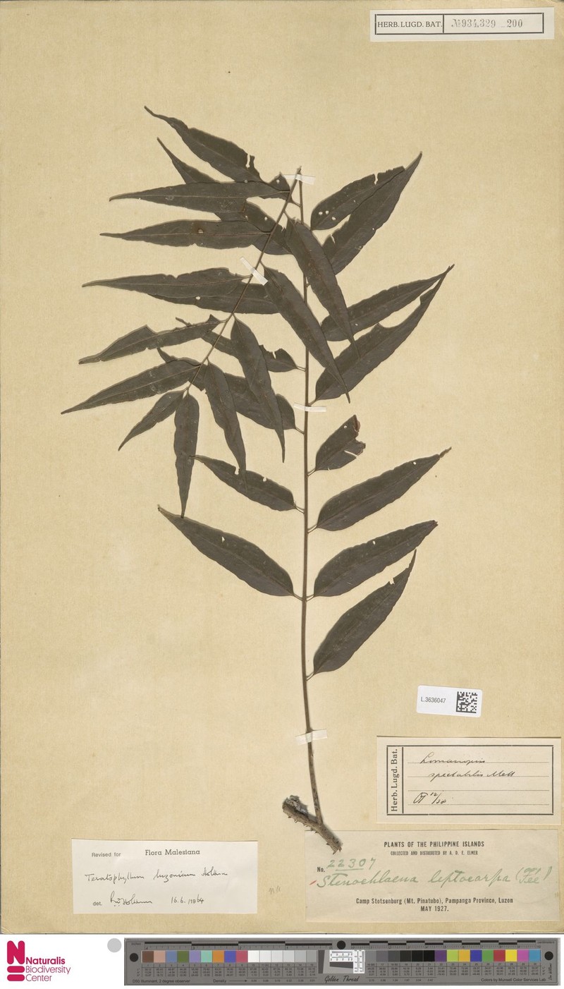 Teratophyllum luzonicum photo 3