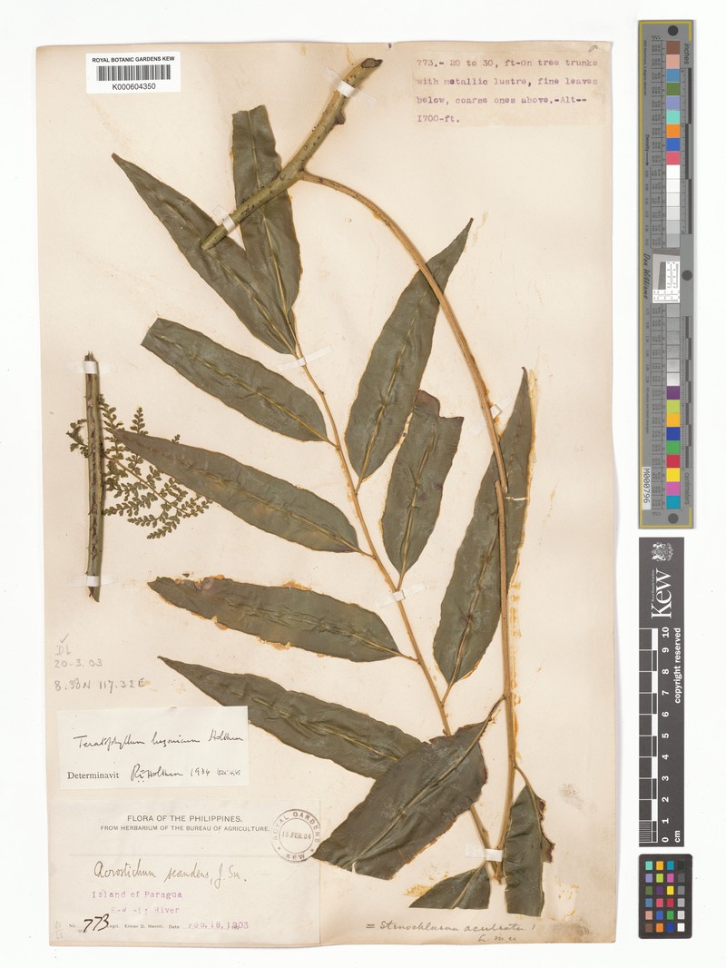 Teratophyllum luzonicum photo 4