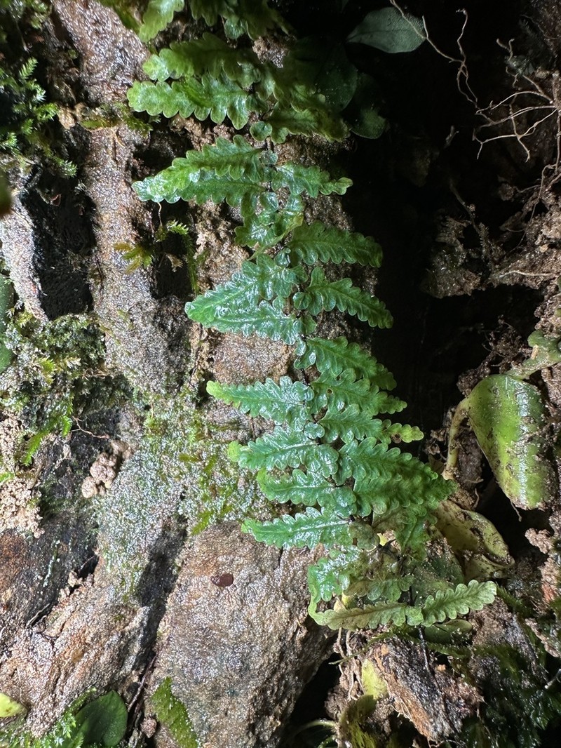 Teratophyllum rotundifoliatum