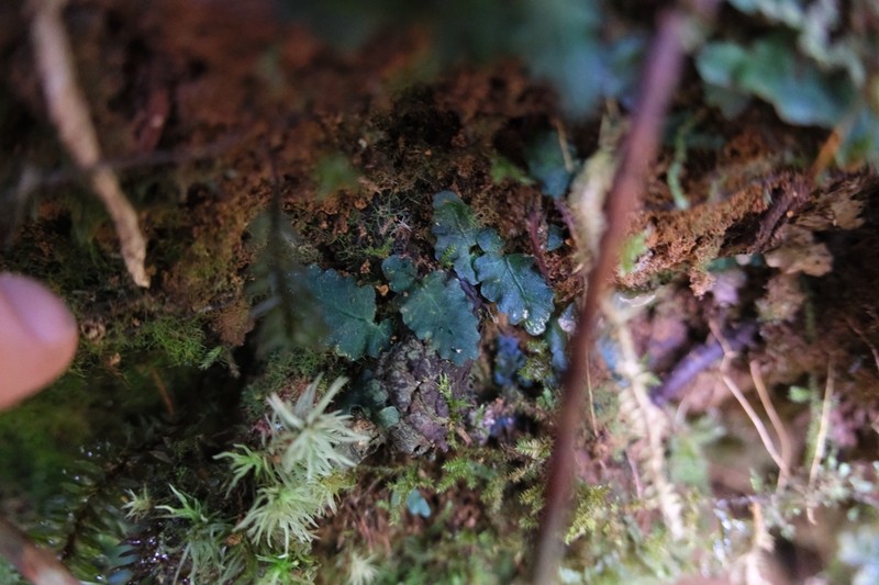 Teratophyllum rotundifoliatum photo 2