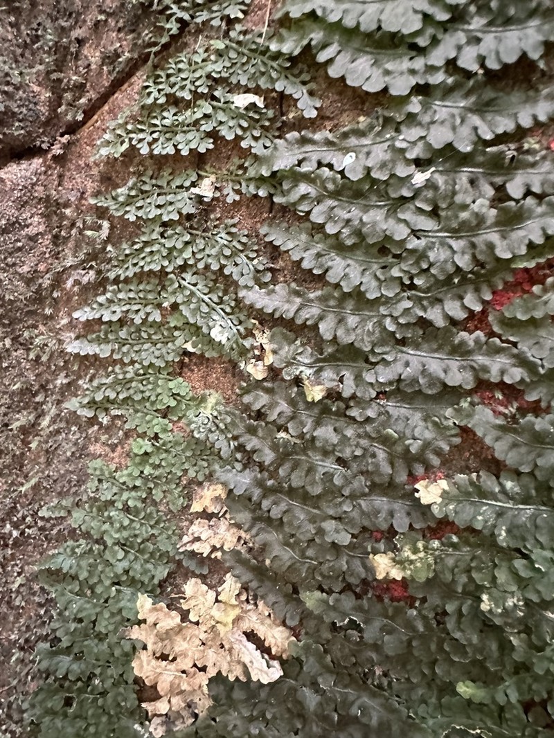 Teratophyllum rotundifoliatum photo 3
