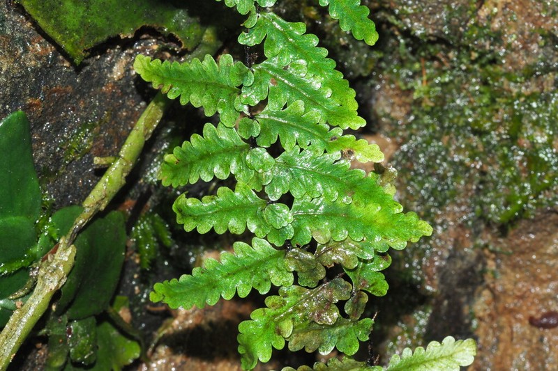 Teratophyllum rotundifoliatum photo 4