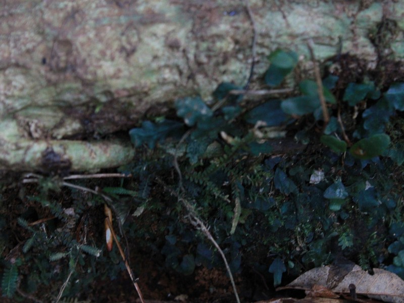 Teratophyllum rotundifoliatum photo 5