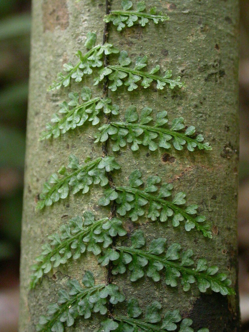 Teratophyllum rotundifoliatum photo 6