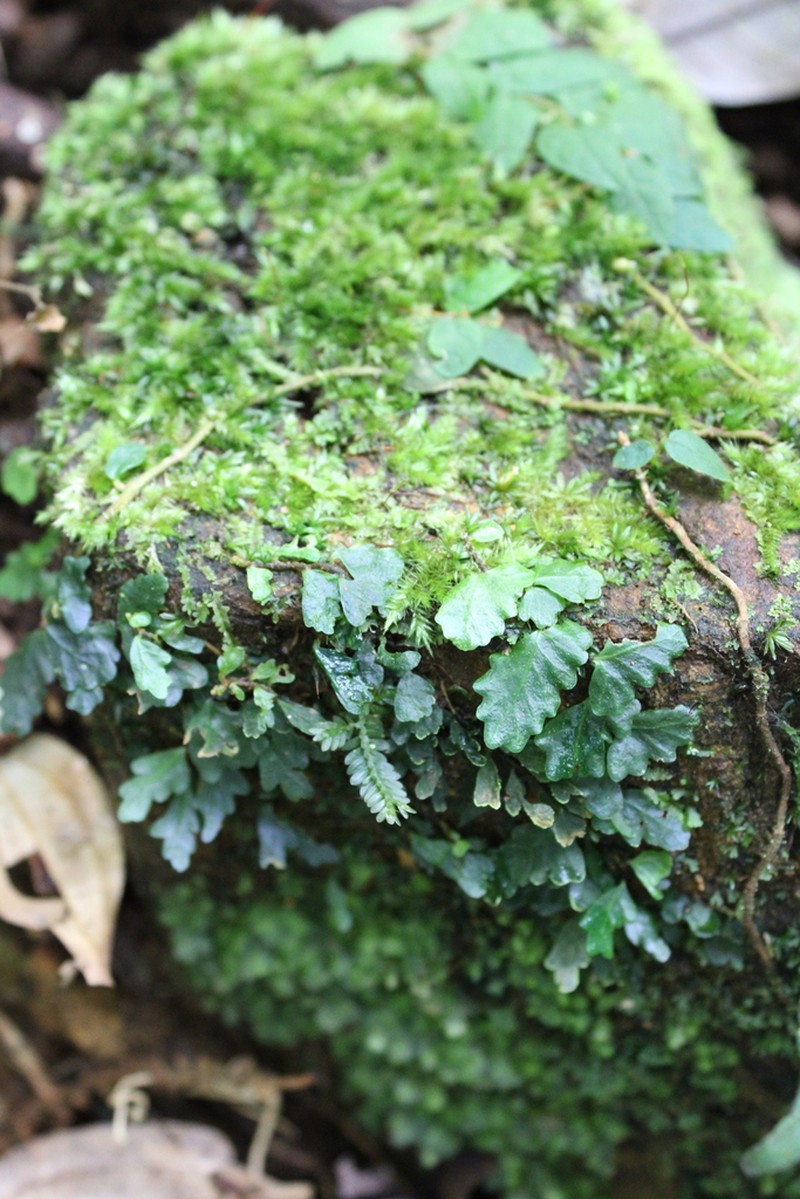 Teratophyllum rotundifoliatum photo 7