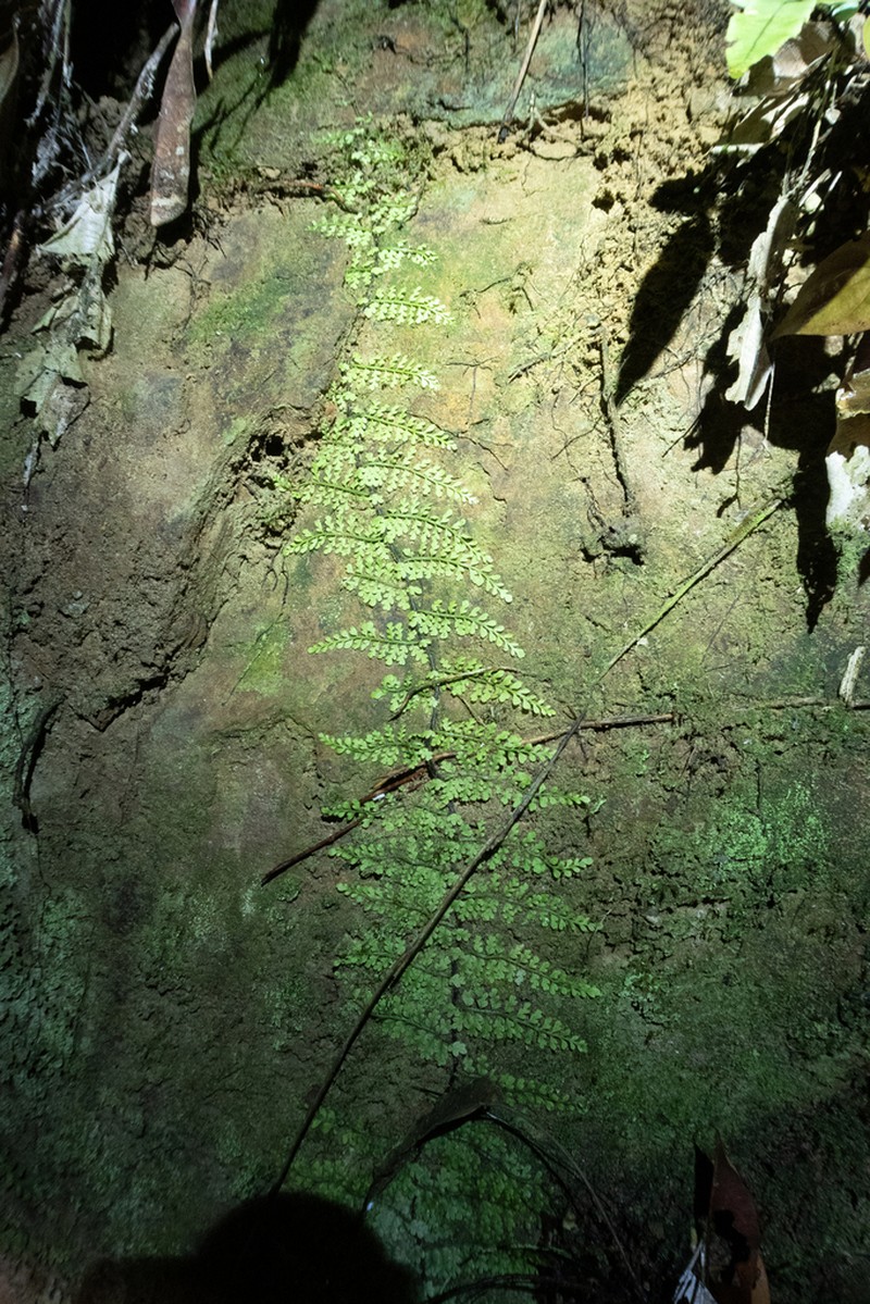 Teratophyllum rotundifoliatum photo 8