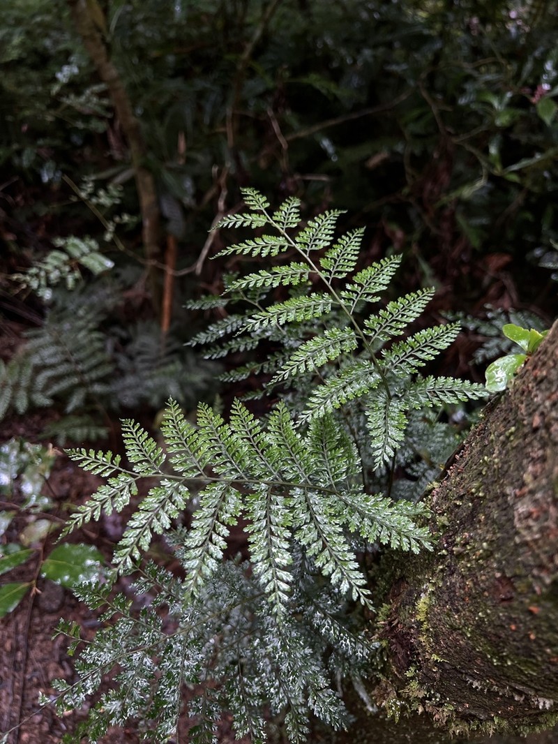 Teratophyllum wilkesianum