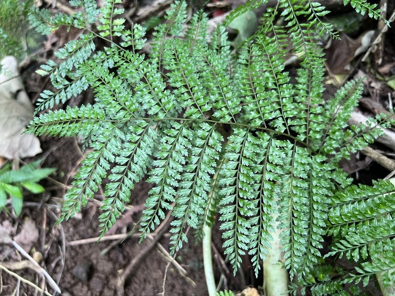 Teratophyllum wilkesianum photo 2