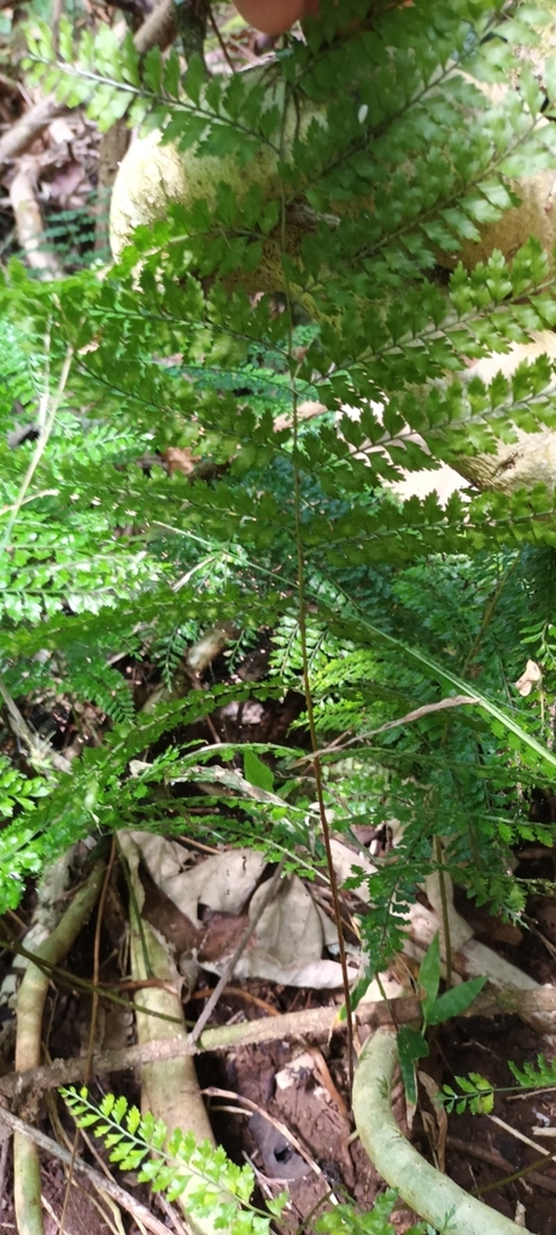 Teratophyllum wilkesianum photo 3