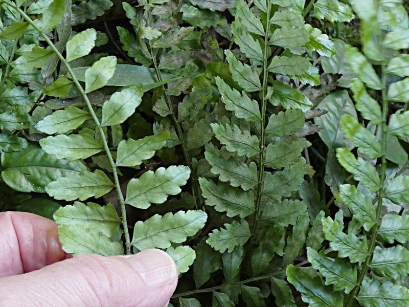 Teratophyllum wilkesianum photo 5