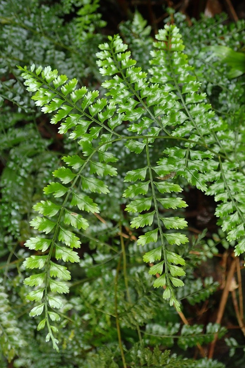 Teratophyllum wilkesianum photo 7
