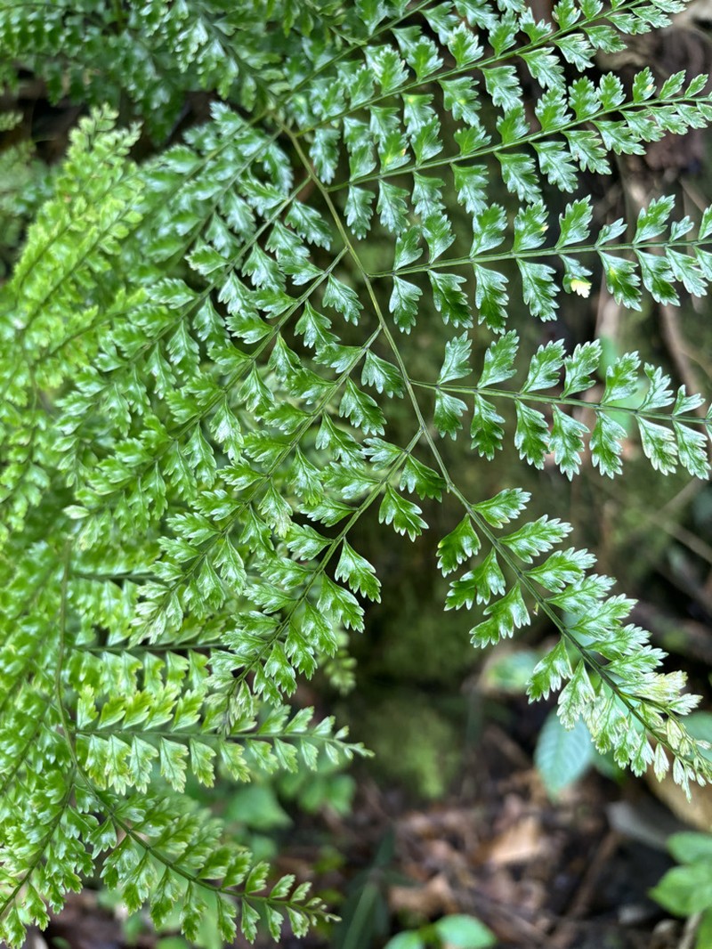 Teratophyllum wilkesianum photo 8