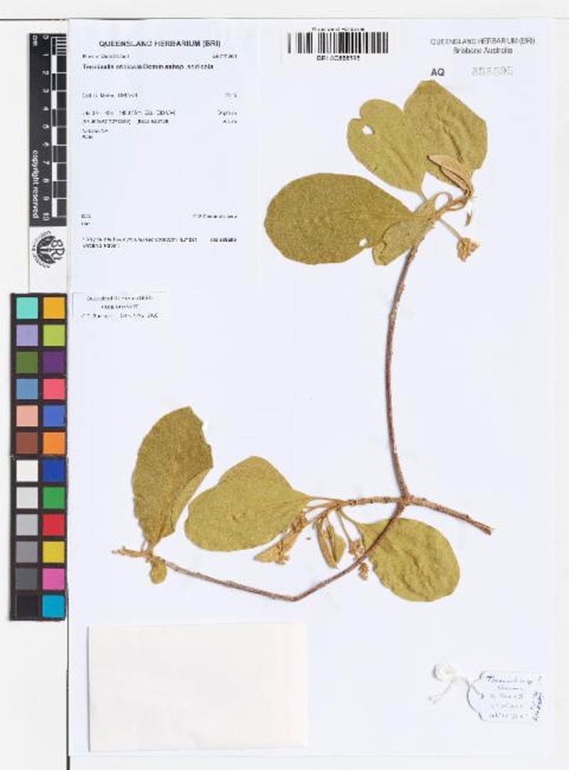Terminalia aridicola subsp. aridicola