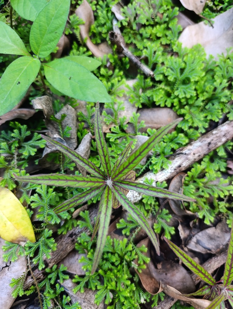 Terminalia bentzoe subsp. bentzoe