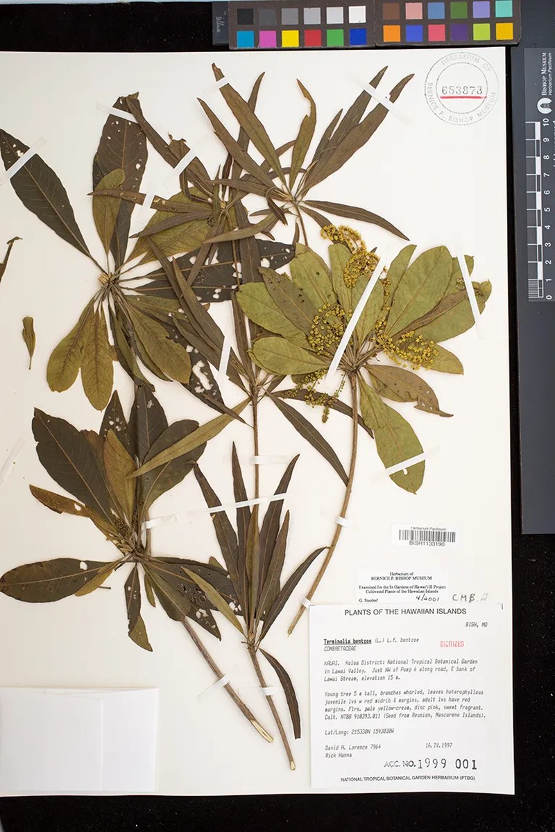 Terminalia bentzoe subsp. bentzoe photo 2