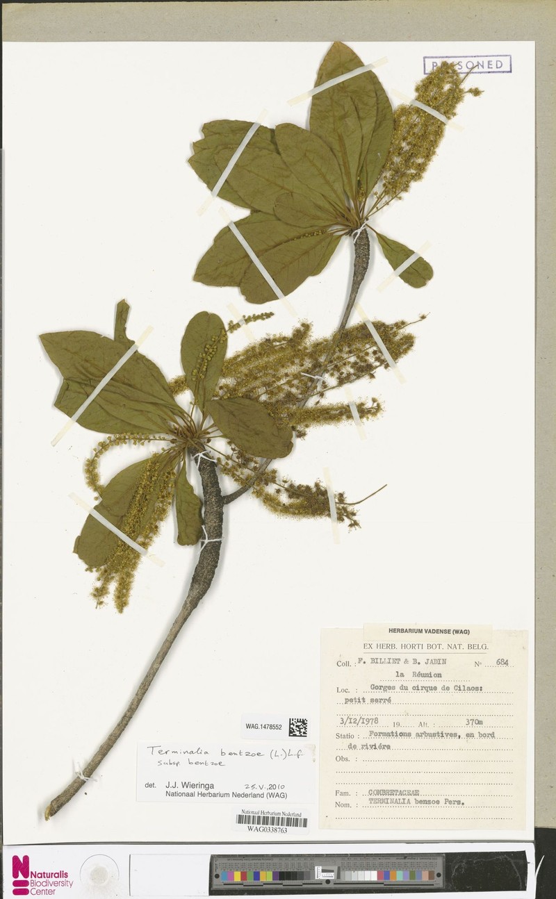 Terminalia bentzoe subsp. bentzoe photo 3