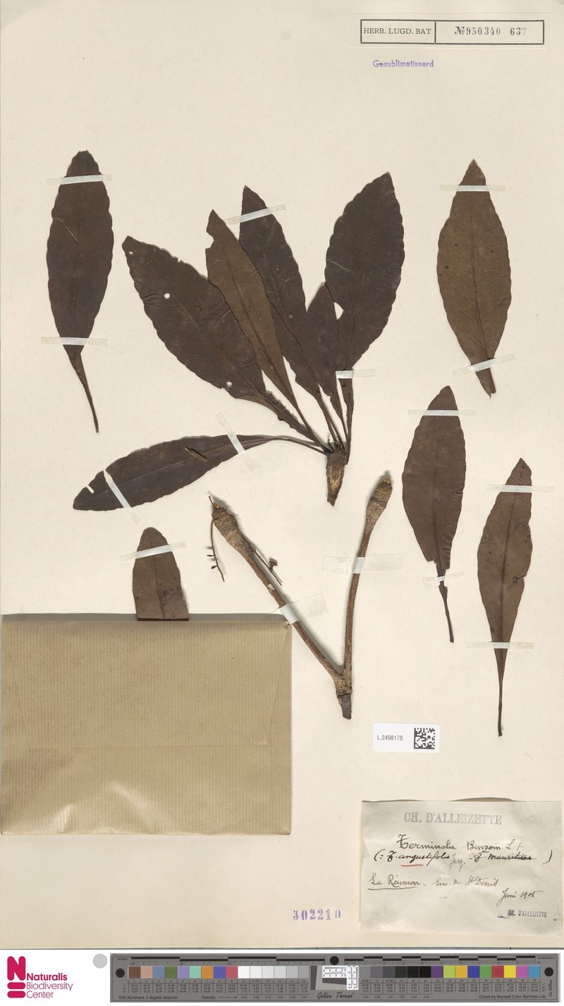 Terminalia bentzoe subsp. bentzoe photo 4