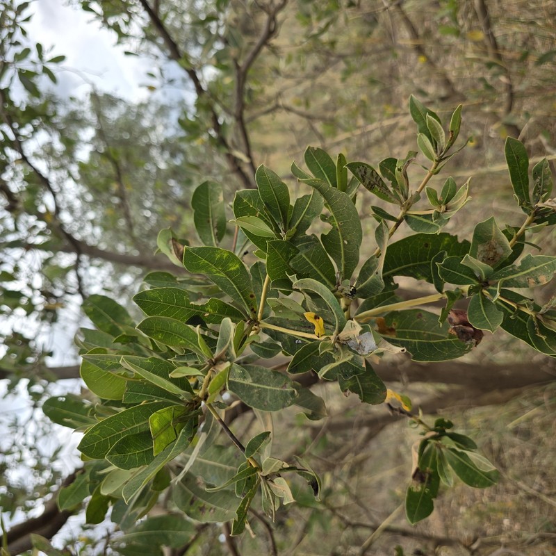 Terminalia brachystemma subsp. brachystemma