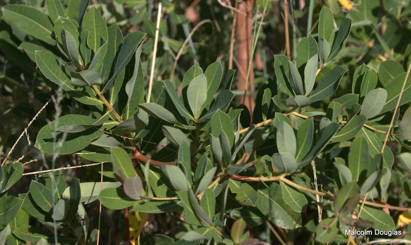 Terminalia brachystemma subsp. brachystemma photo 2
