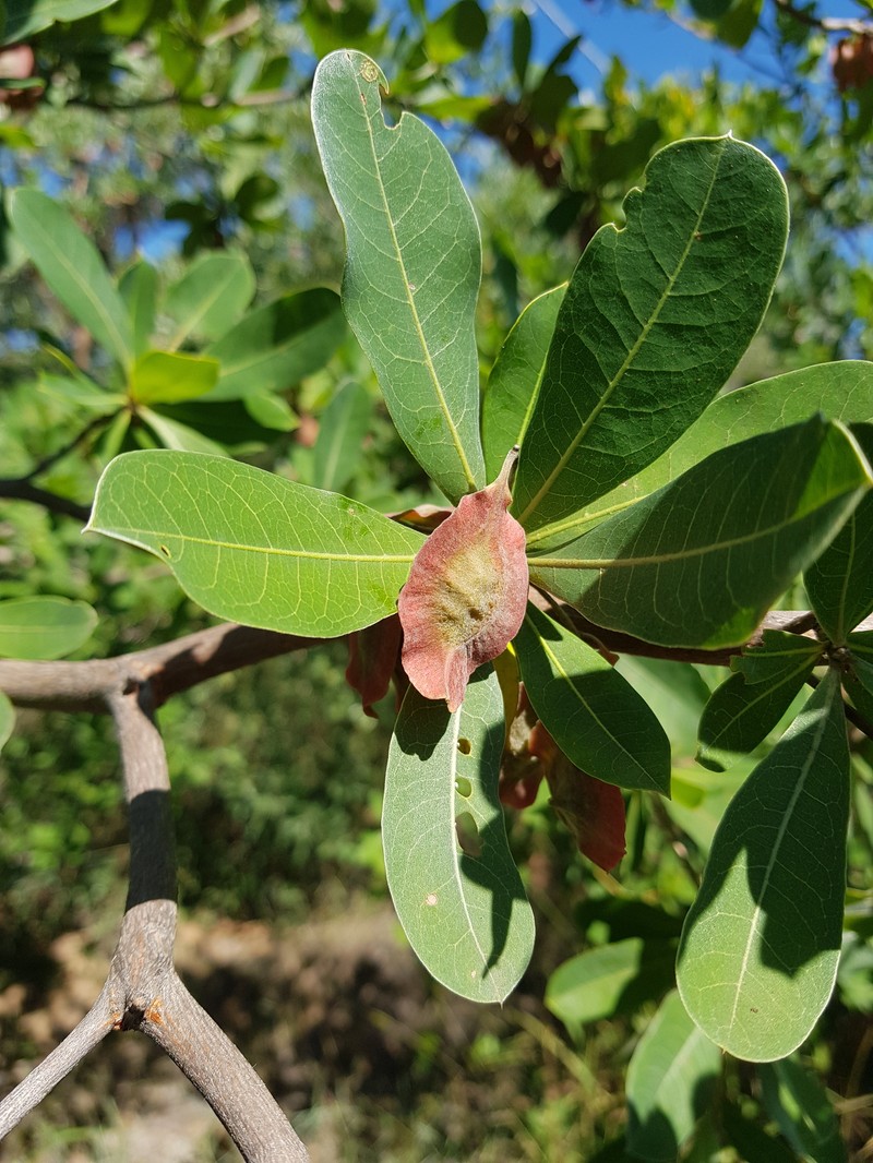 Terminalia brachystemma subsp. brachystemma photo 3