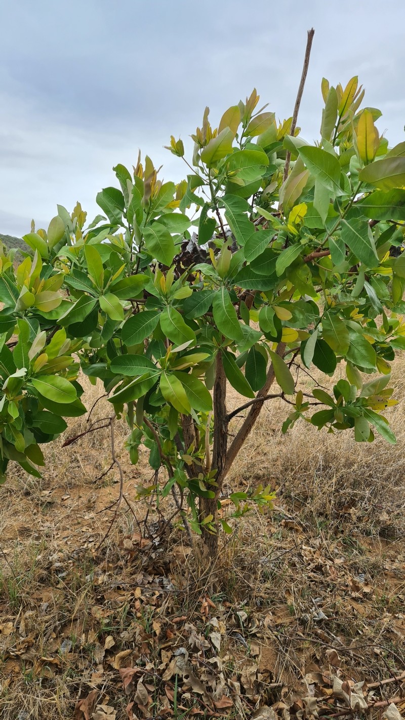 Terminalia brachystemma subsp. brachystemma photo 4