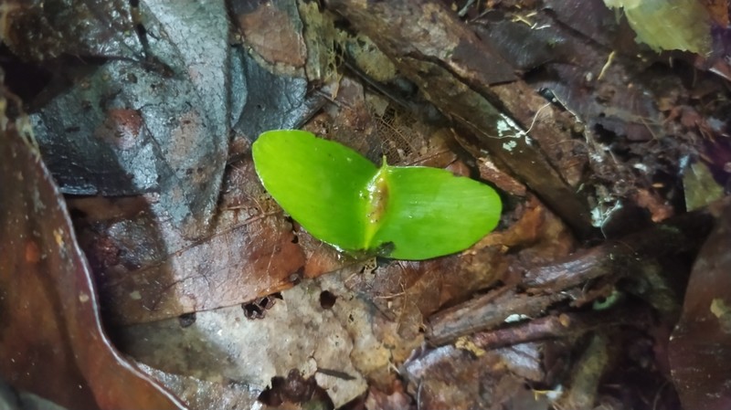 Terminalia carinata photo 2