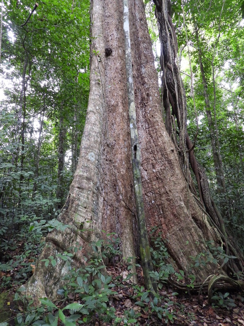 Terminalia carinata photo 3