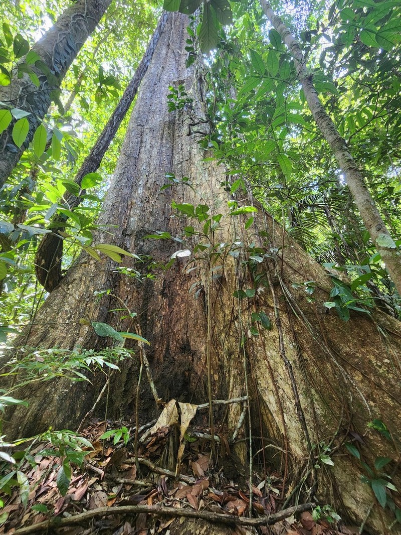 Terminalia carinata photo 4
