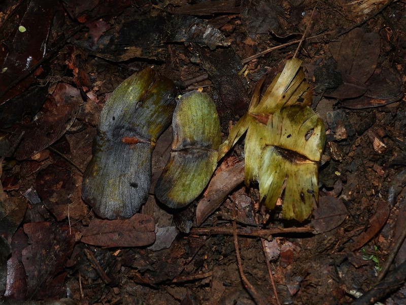 Terminalia carinata photo 5