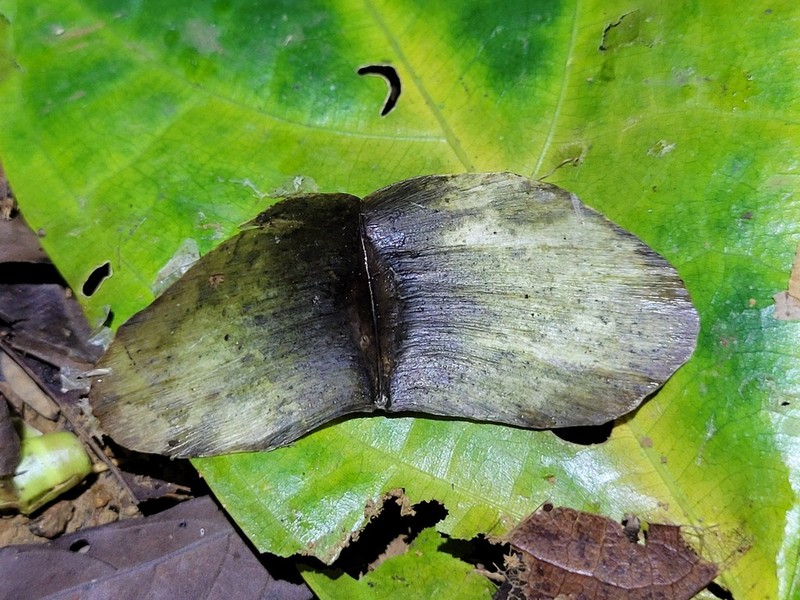 Terminalia carinata photo 6