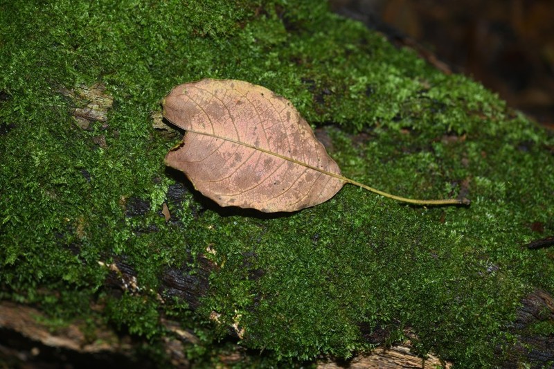 Terminalia carinata photo 7