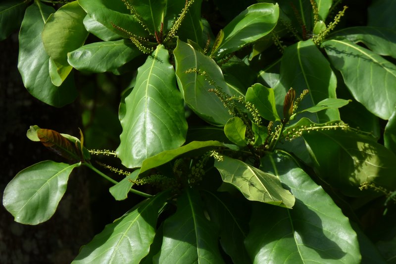 Tropical Almond photo 4