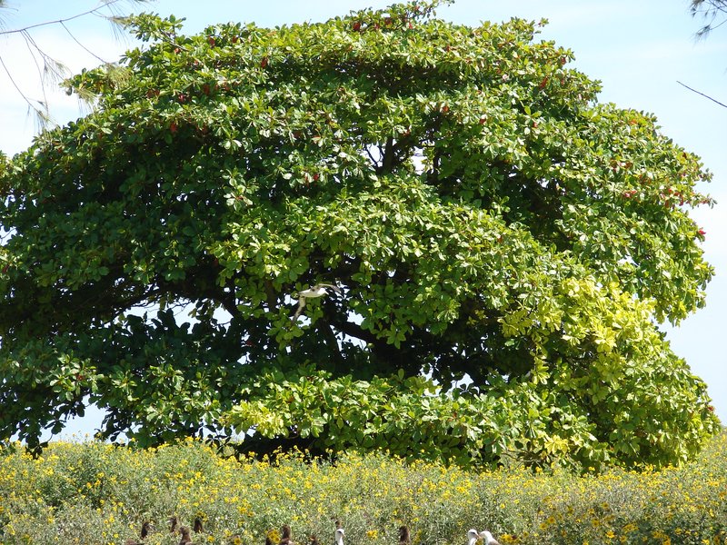 Tropical Almond photo 5