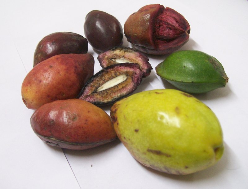 Tropical Almond photo 6