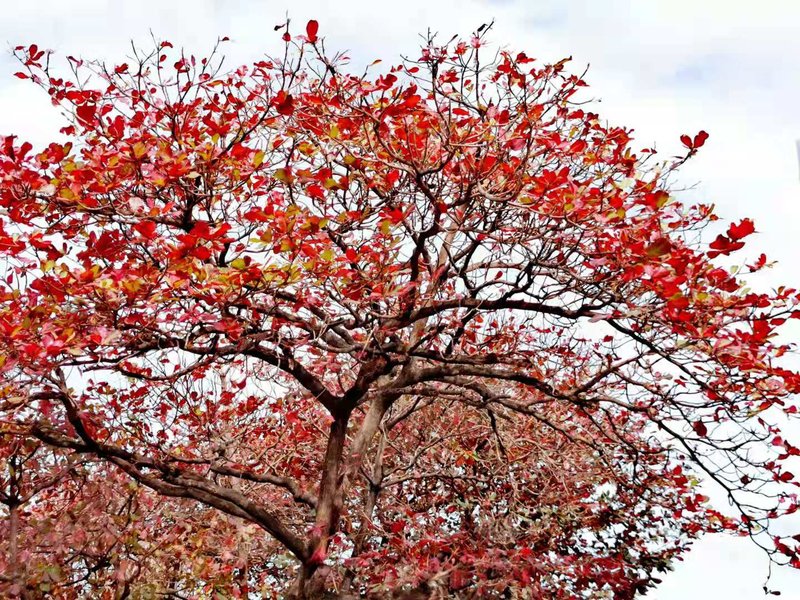 Tropical Almond photo 7