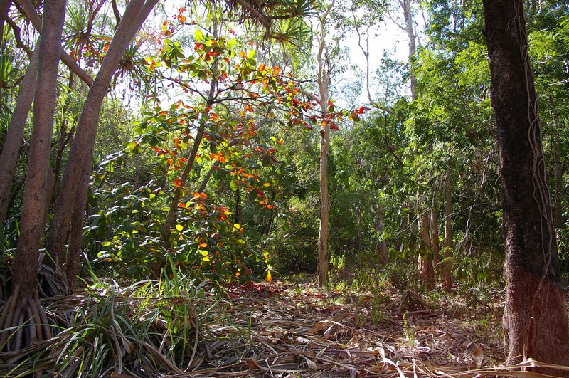 Tropical Almond photo 2
