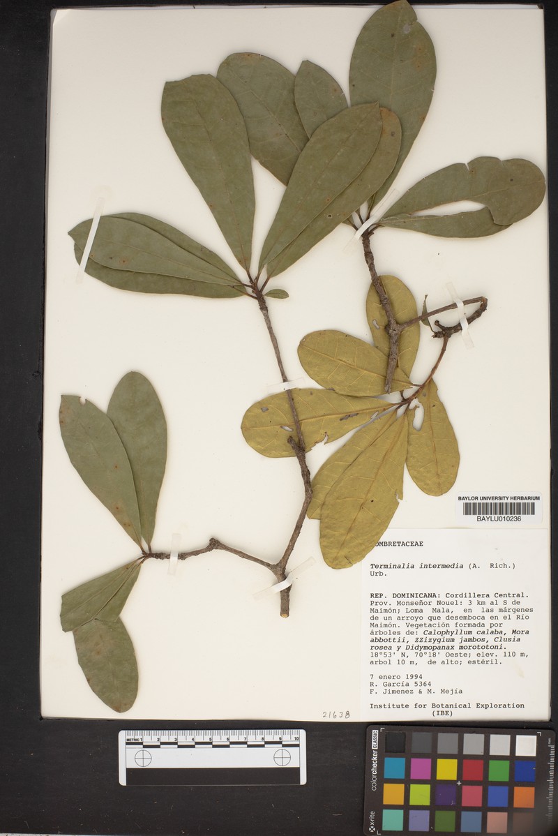 Terminalia diptera