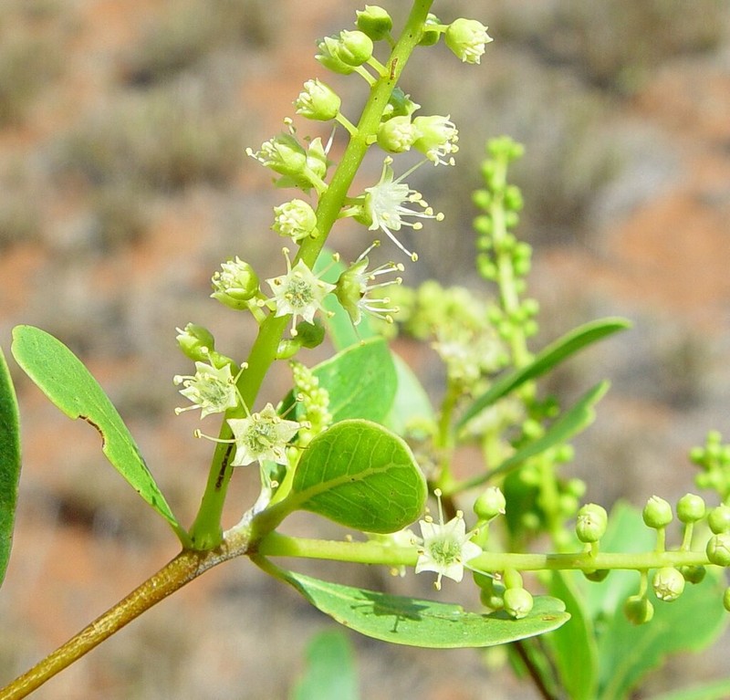 Terminalia kumpaja photo 2