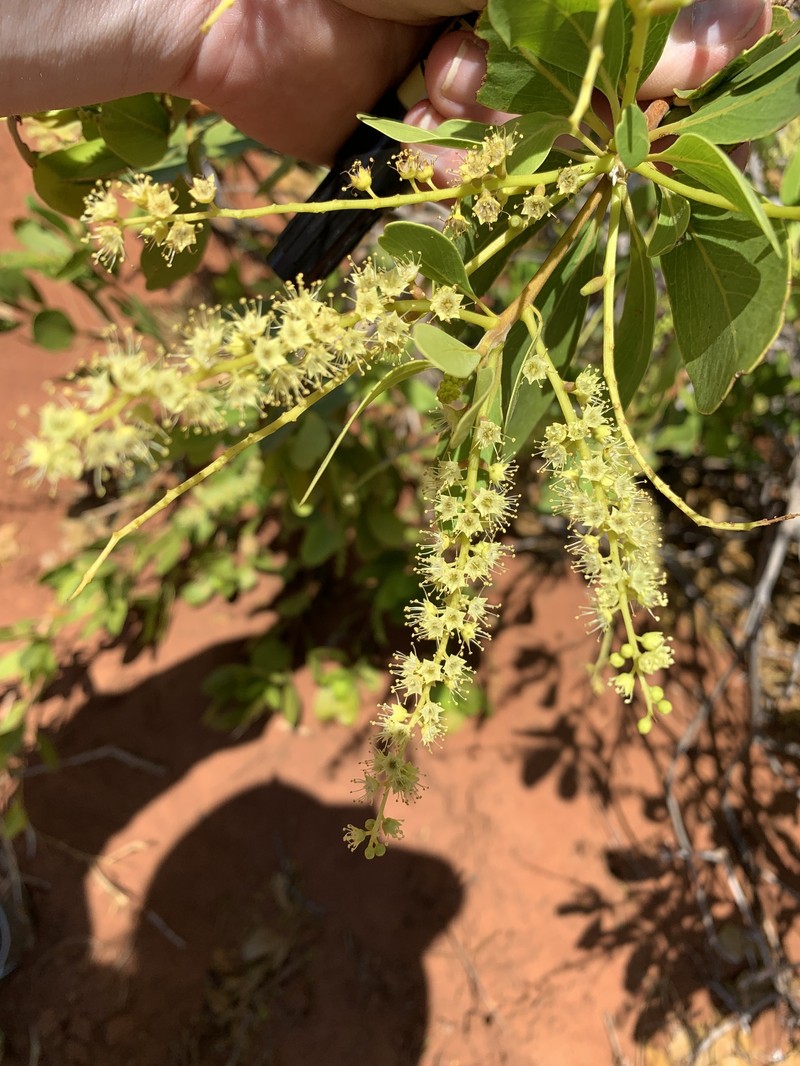 Terminalia kumpaja photo 3