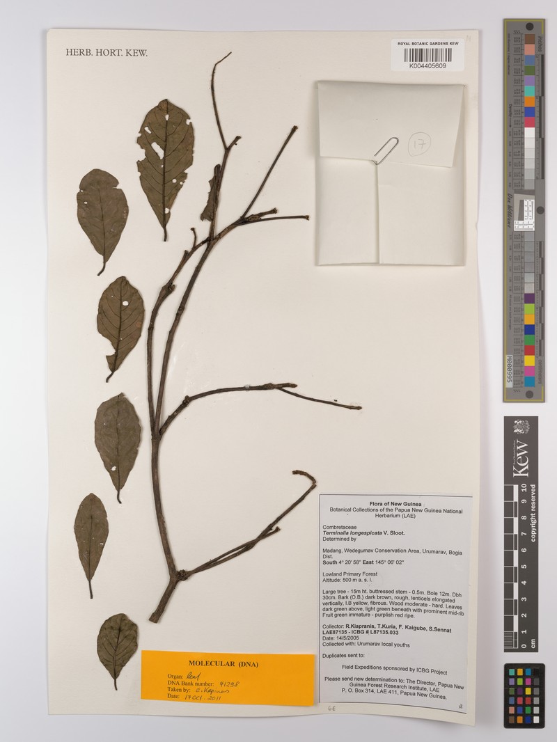 Terminalia longespicata subsp. longespicata