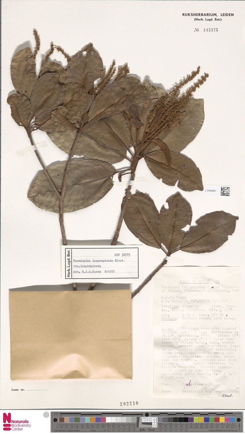 Terminalia longespicata subsp. longespicata photo 2
