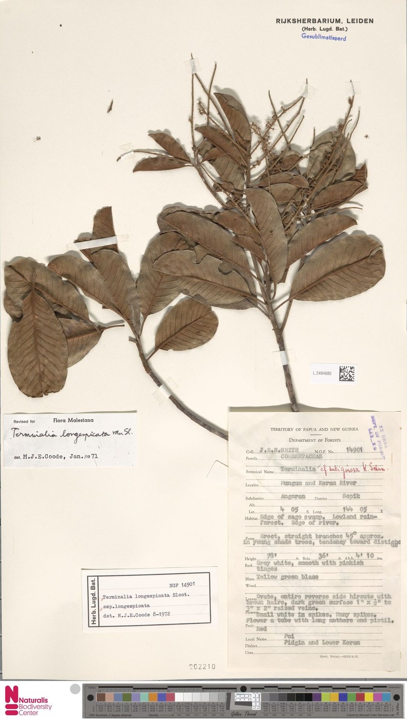 Terminalia longespicata subsp. longespicata photo 3